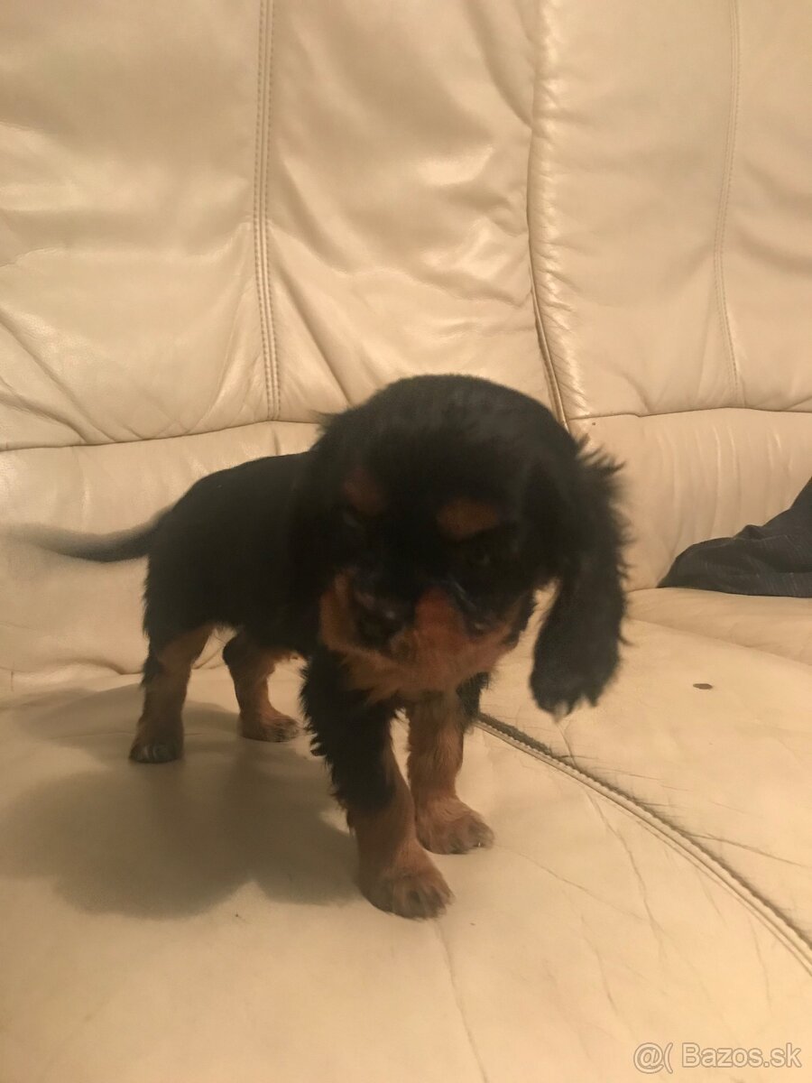 Kavalier king Charles španiel - 7