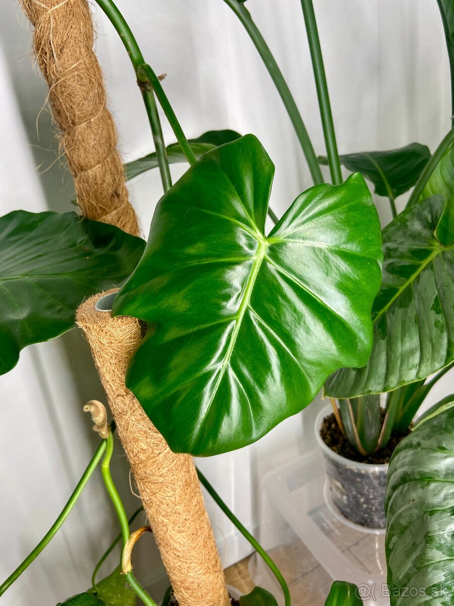 Predám rôzne izbové rastliny - 7