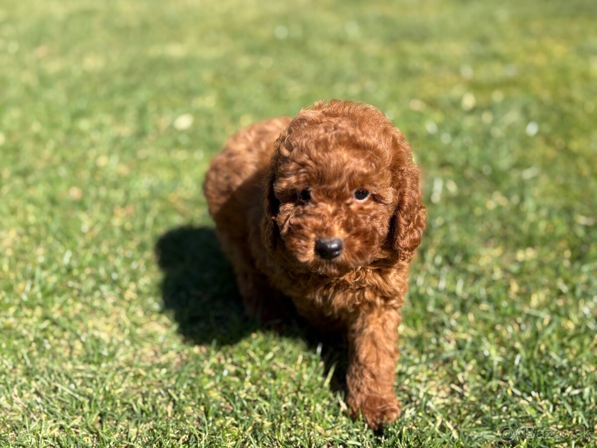 Pudel, pudlik toy / trpaslik - 7