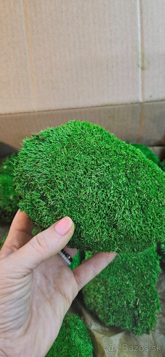 Stabilizovaný mach - 7