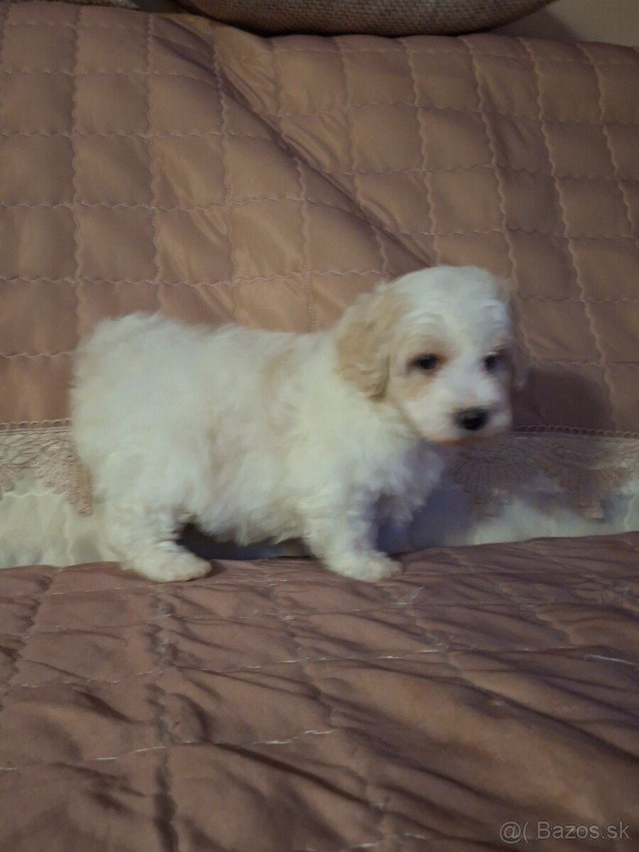 Maltipoo - 7