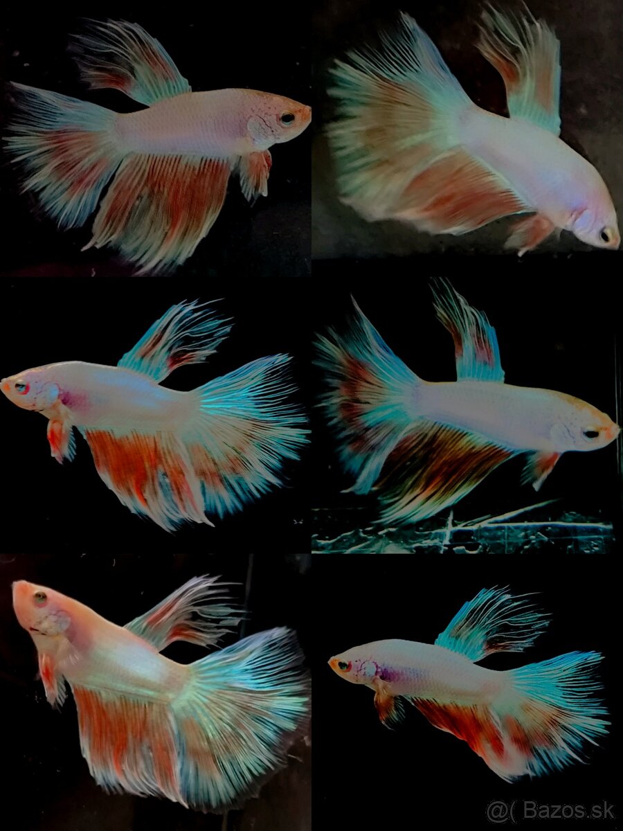 Betta Splendens - Bojovnica Pestrá. - 7