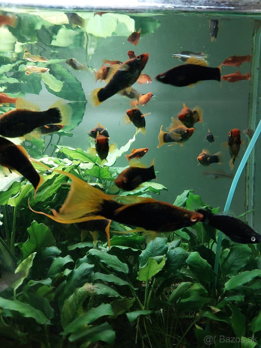 Mecun cierny,rastliny - 7