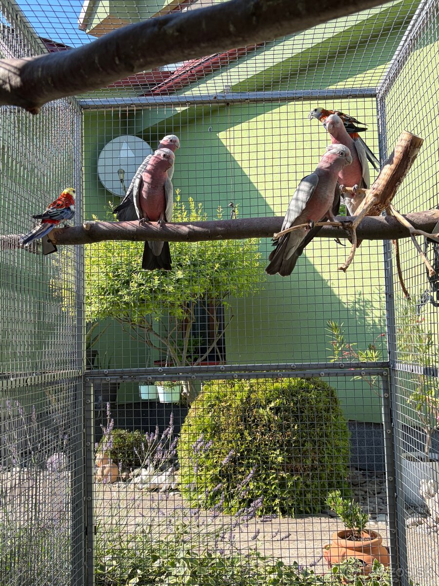 Kakadu ružový, eklectus - 7