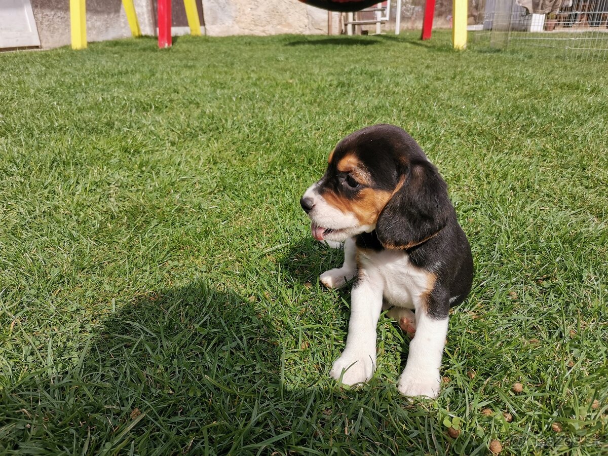 bígl, bígel, beagle - 7