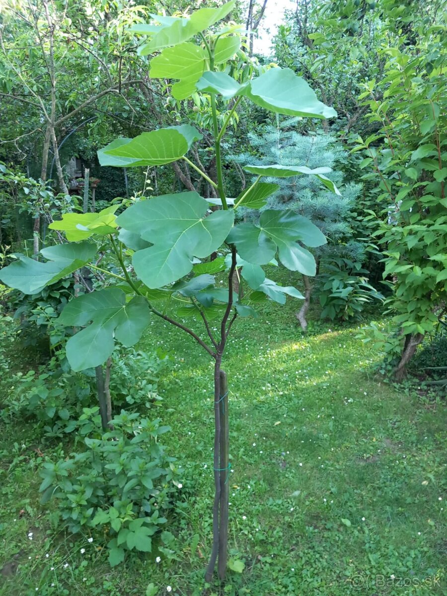 Predám figovník - 7