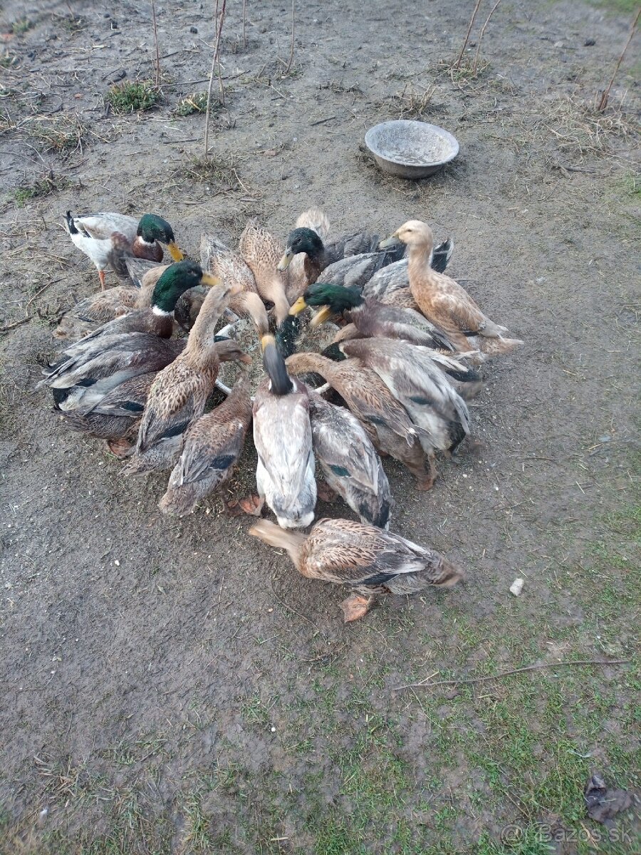 Bažant zlatý a strieborný ,Indické bežce - 7