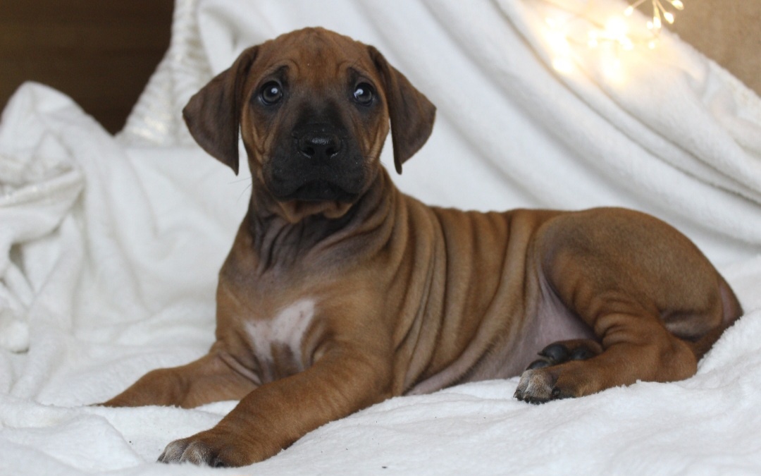 Rodézsky Ridgeback - 7