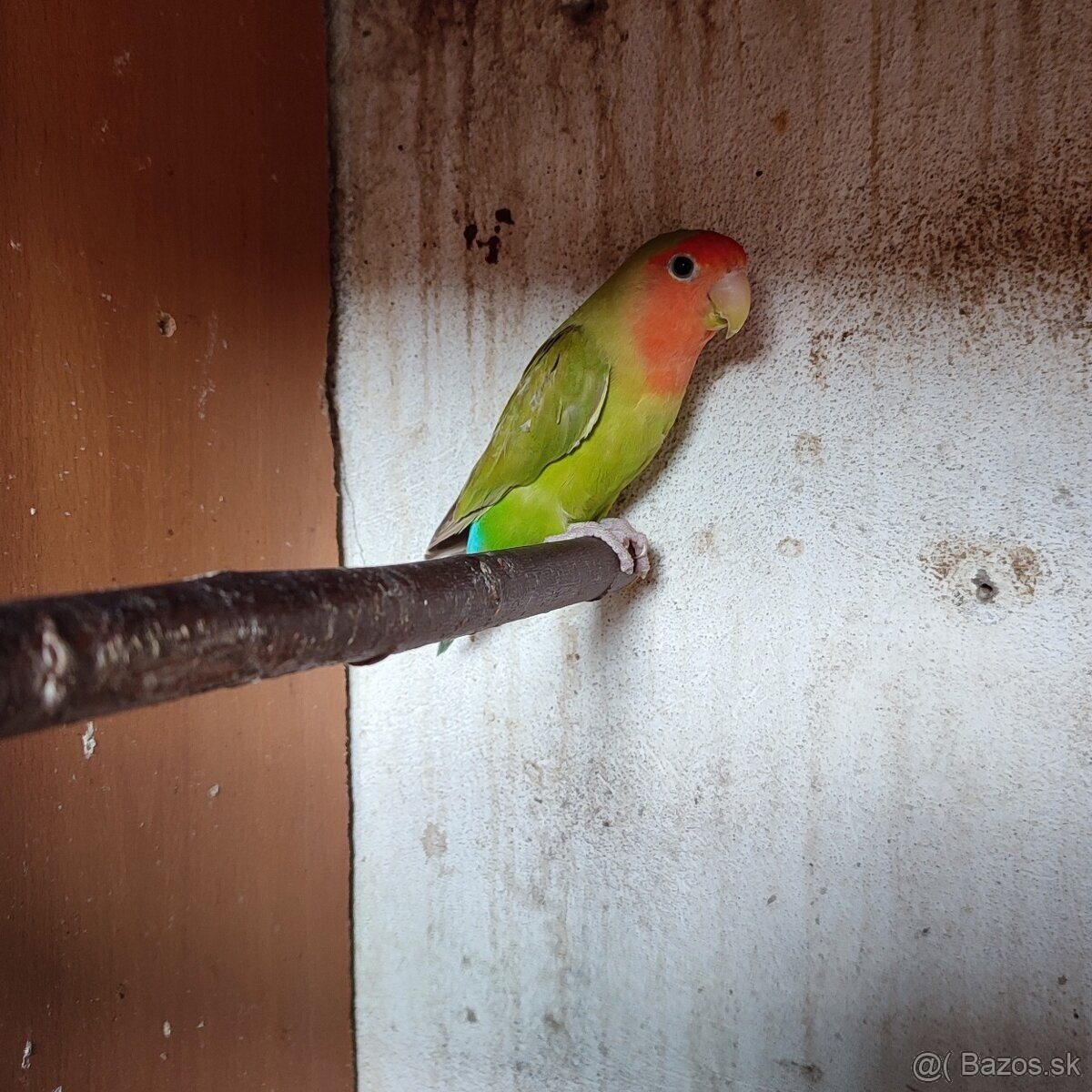 Agapornis Ruzovohrdly - mladé 2025 - 7