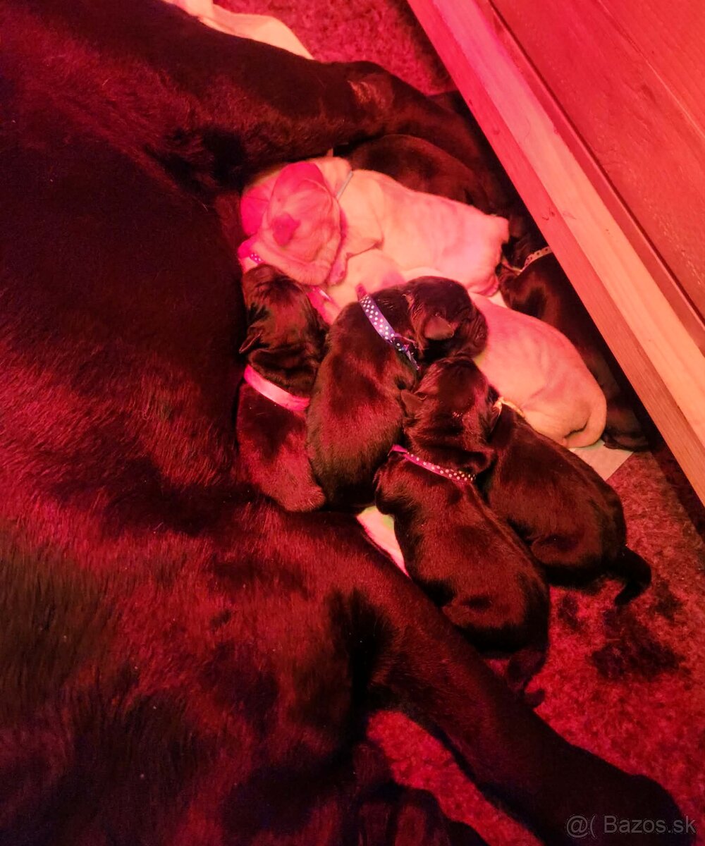 Labrador retriever - šteniatka - 7