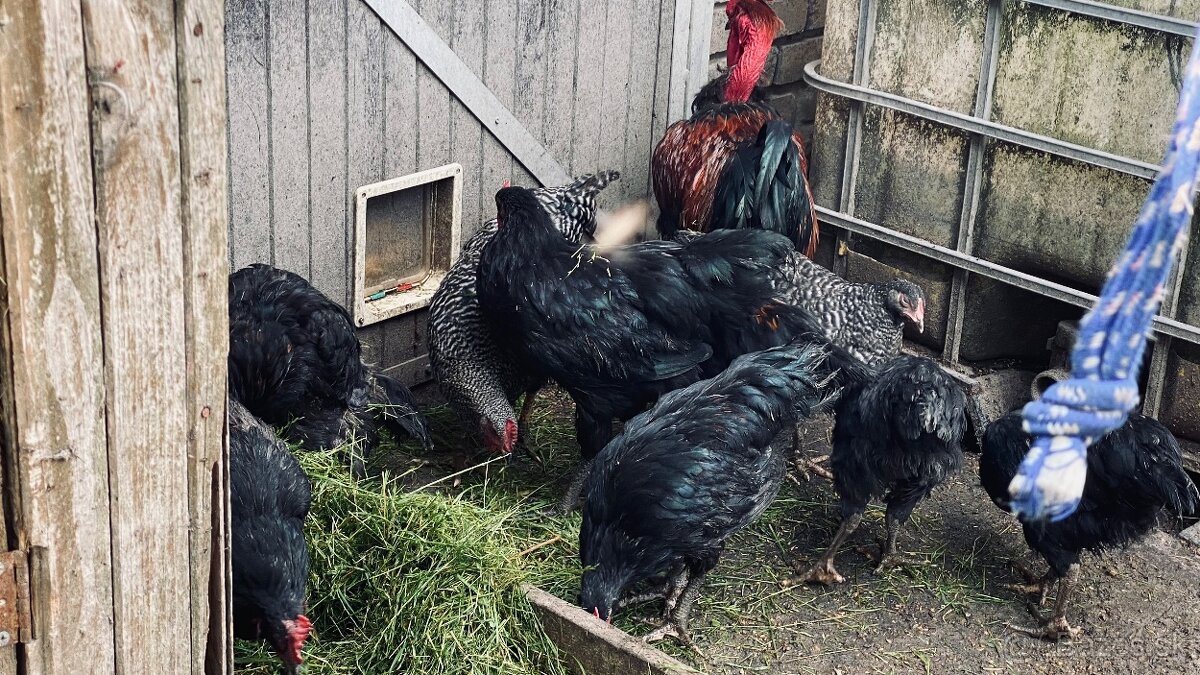 Predám kohútov vyliahnutých 29.1. 2025 - 7