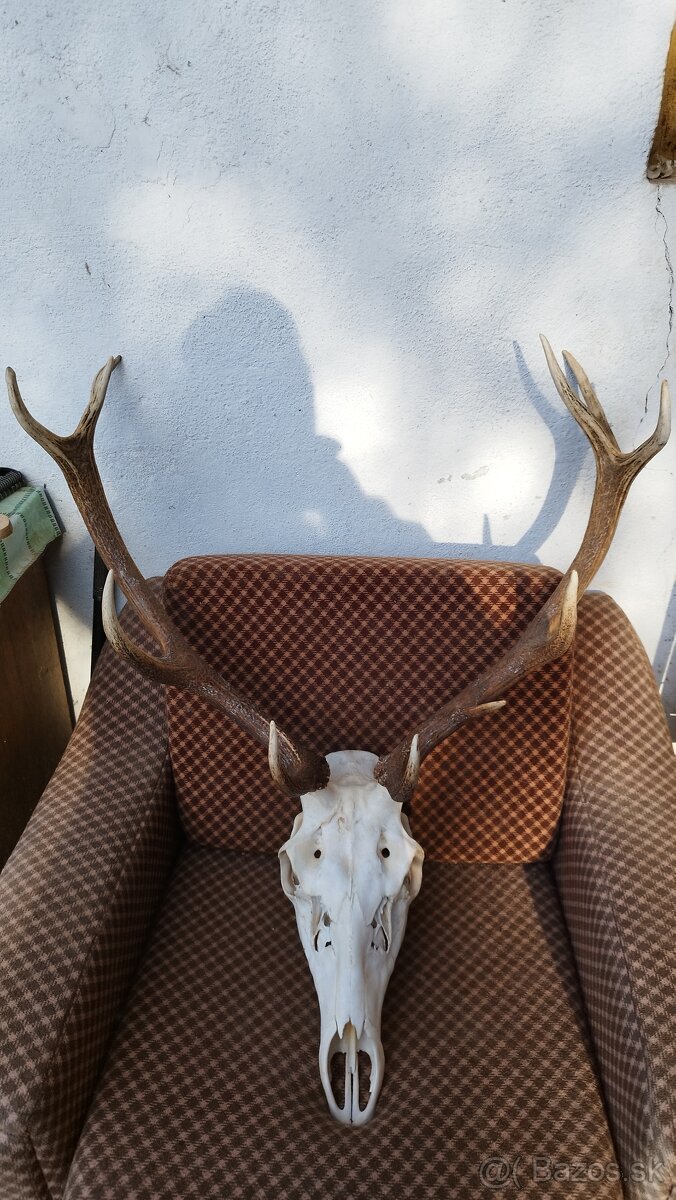 Predám trofej jeleňa, parožie zhody trofeje. - 7