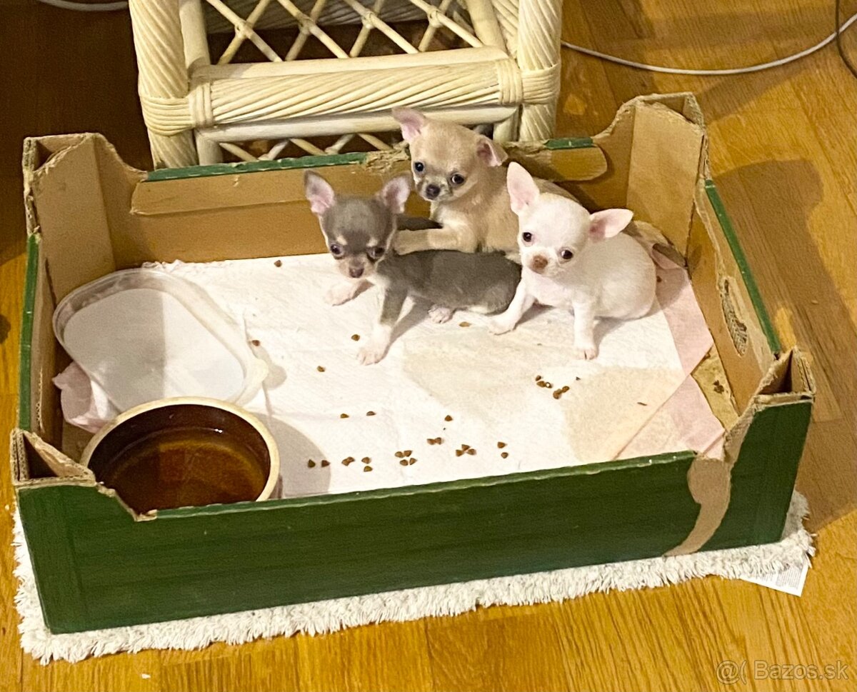 Čivava biely psík - 7