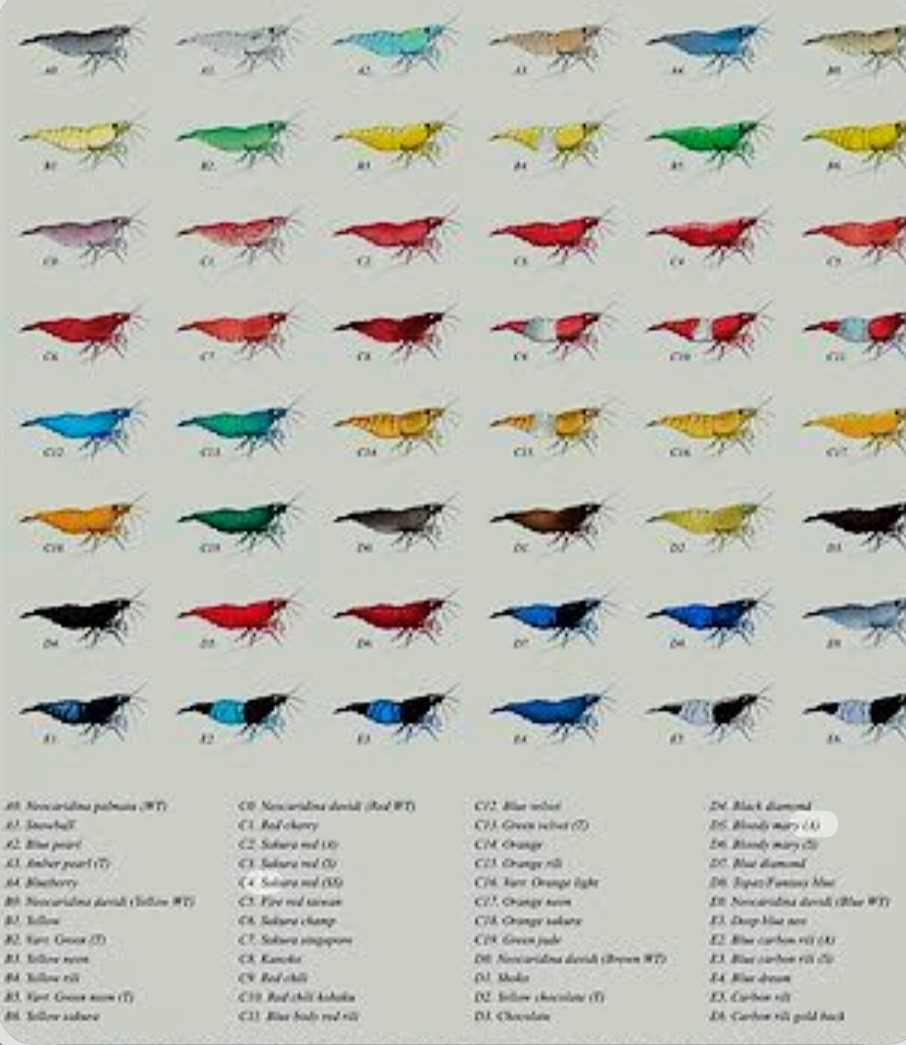 Predám krevetky Neocaridina Bloody Mary - 7