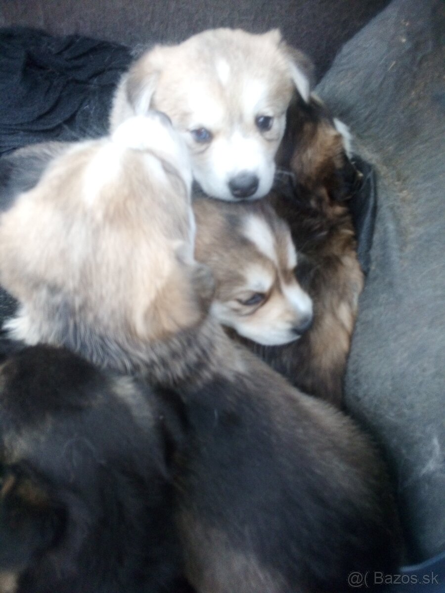 Šteňatá húsky - 7