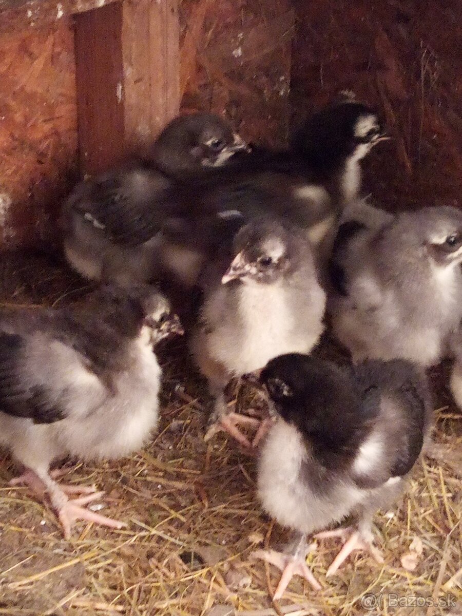 NV tmavohnedé Marans - 7