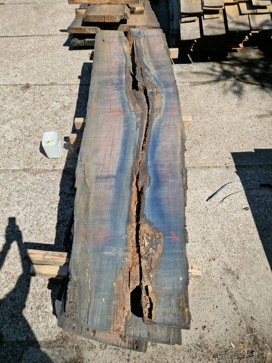 Dub bahenny, mooreiche, dub subfosilny - 7