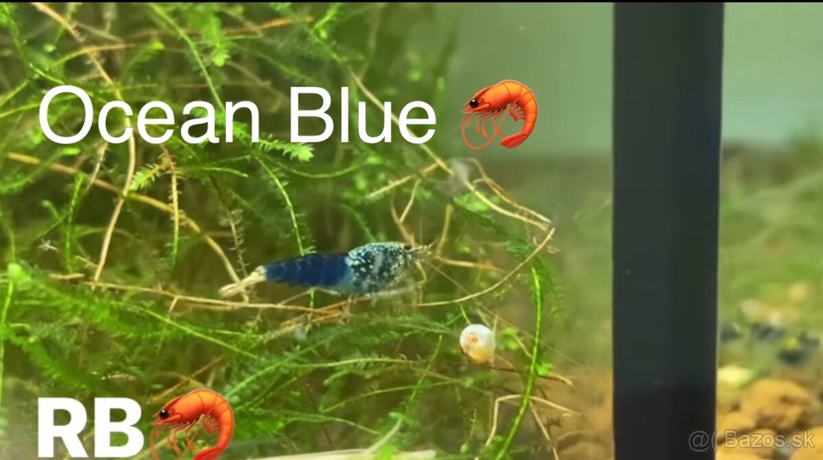 PREMIUM AKVA KREVETKY🦐Caridina a Neocaridina- Odber Zilina - 7