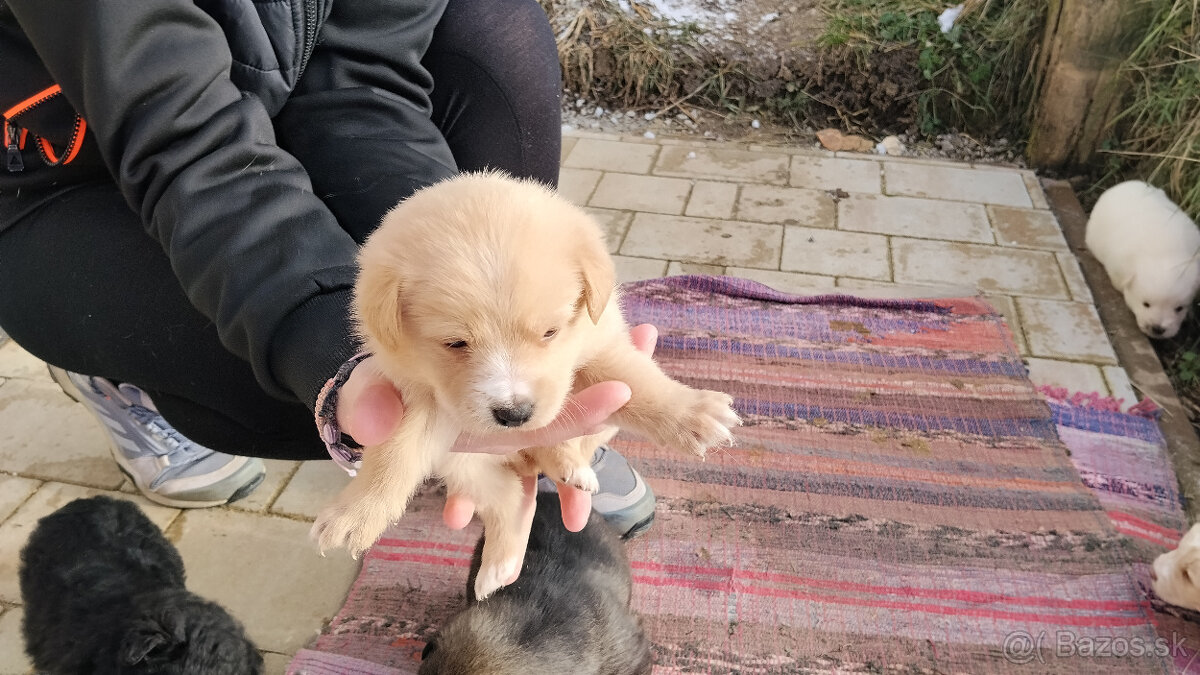 Darujem šteniatka - 7