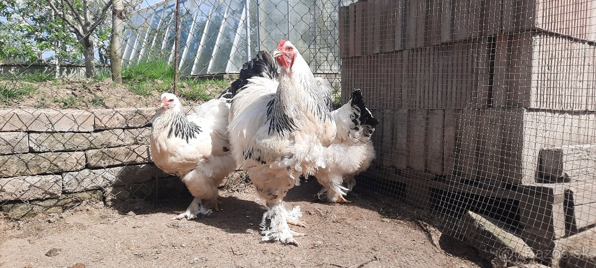 Brahmanka veľká biela- Columbia - 7