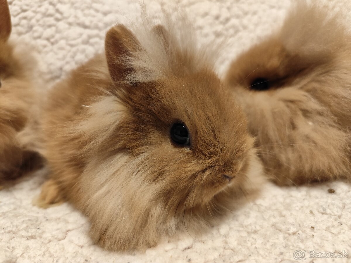 Teddy Hegyeshalom - 7