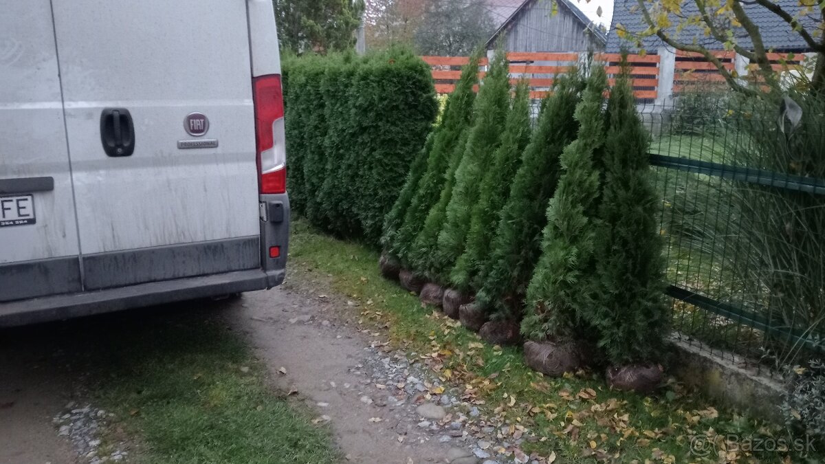 Tuja Smaragd, vavrínovec, červienka, gaštan - Prešov - 7