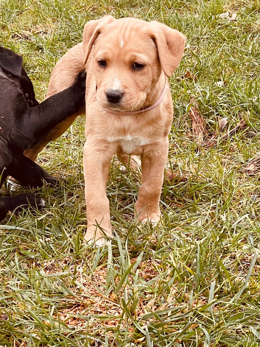 Kríženec Staford - Labrador - 7