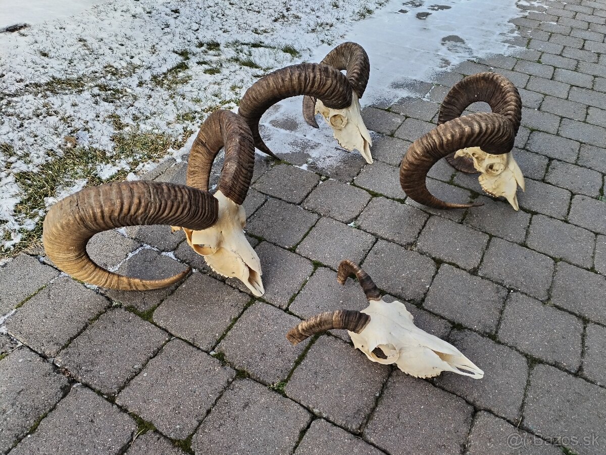 Trofeje muflonov - 7