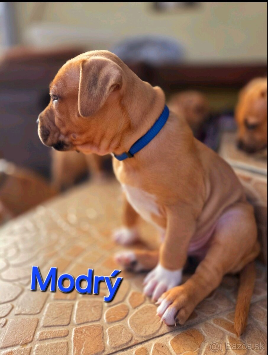 Americký stafordširský teriér - 7