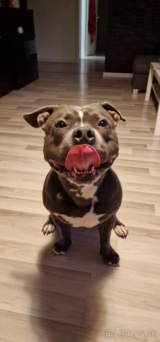 Americký stafordšírsky terier - krytie - 7