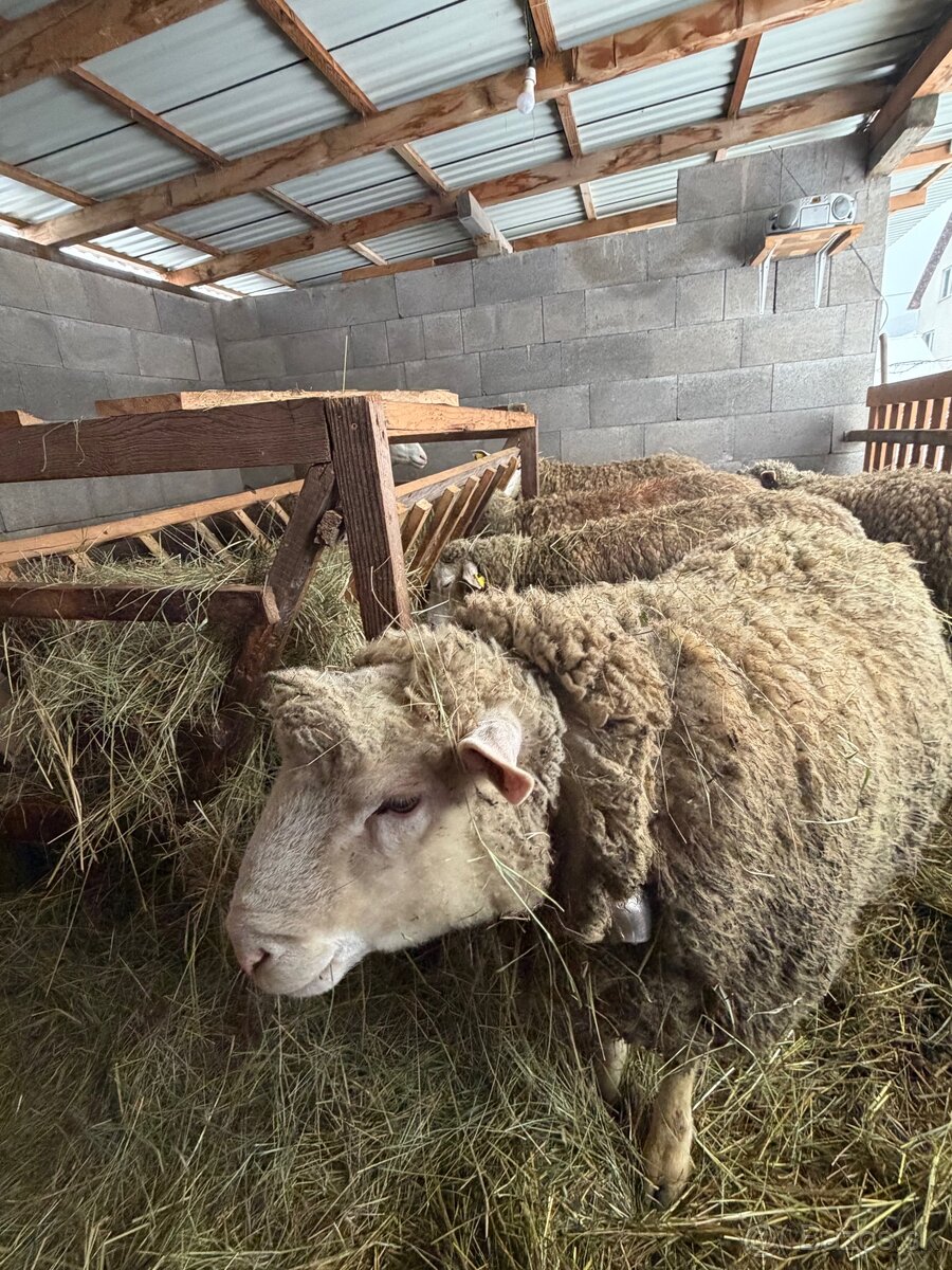 Baran Ille de France - 7