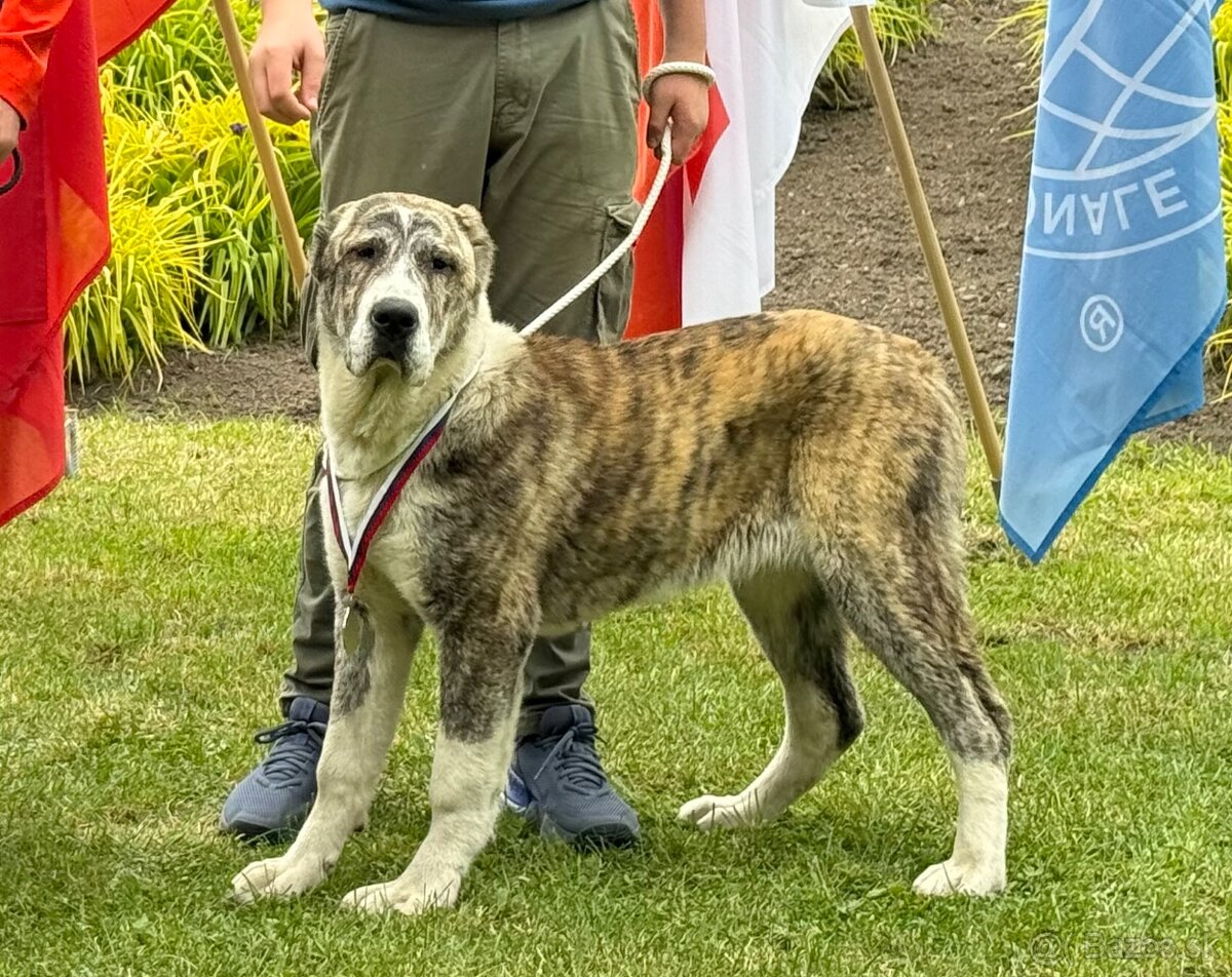 Stredoazijský ovčiak - 7