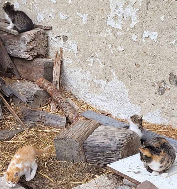 Darujem mačiatká - 7