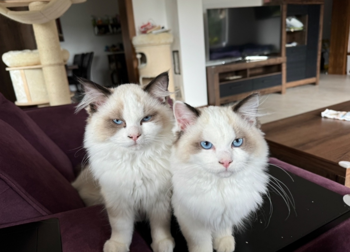 Mačiatka Ragdoll s PP - 7