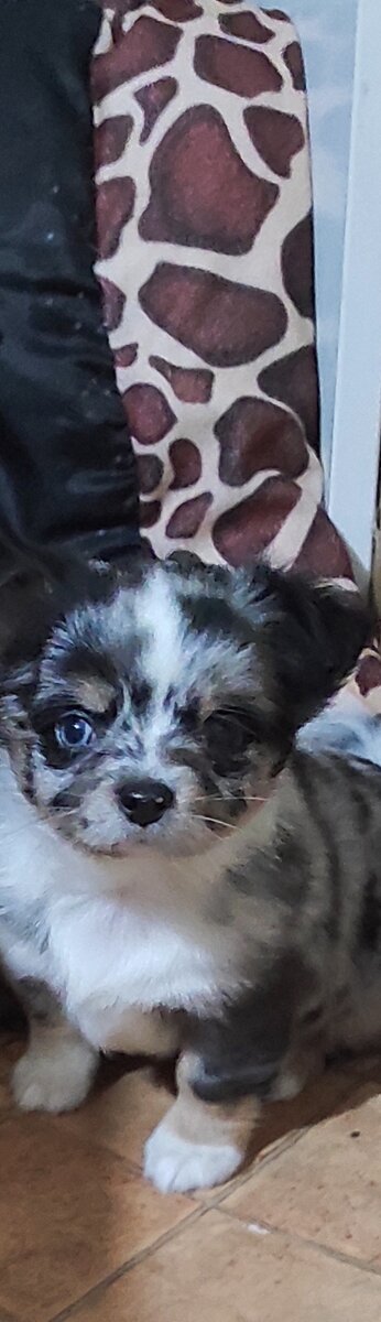 čivava dlhosrsta - 7