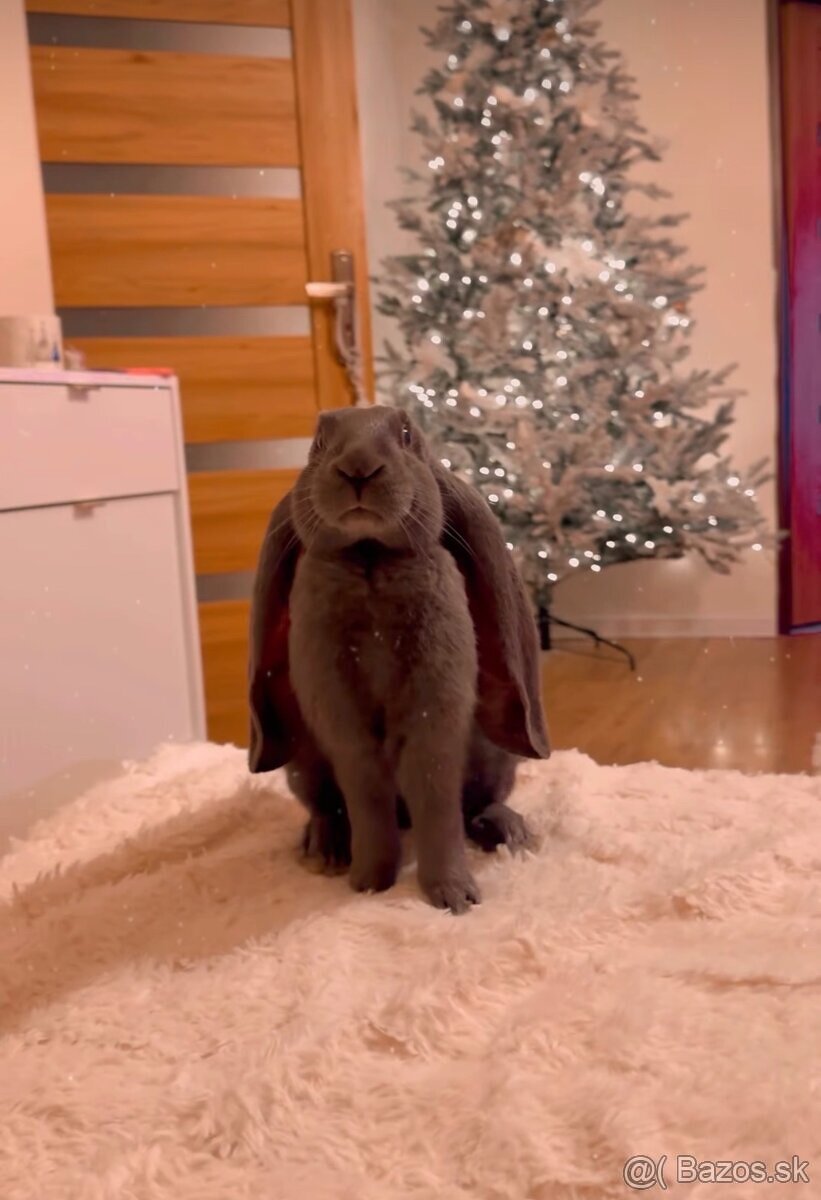 Anglický barenček s pp - 7