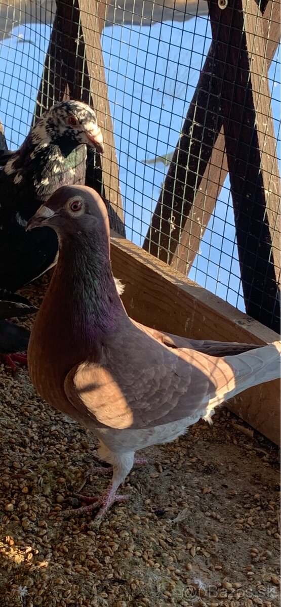 Poštové holuby - 7