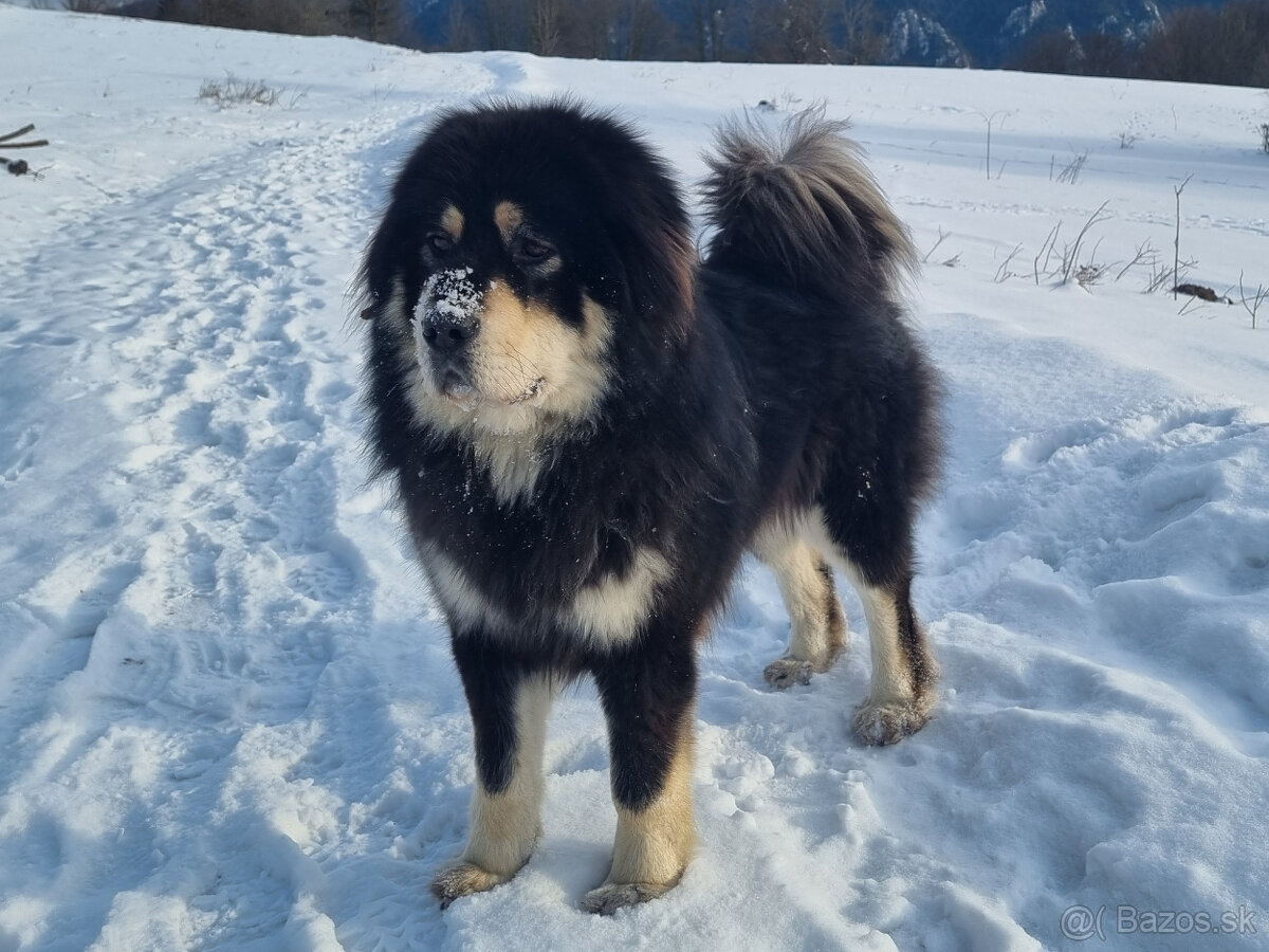 Tibetská doga šteniatka s PP po špičkových rodičoch - 7