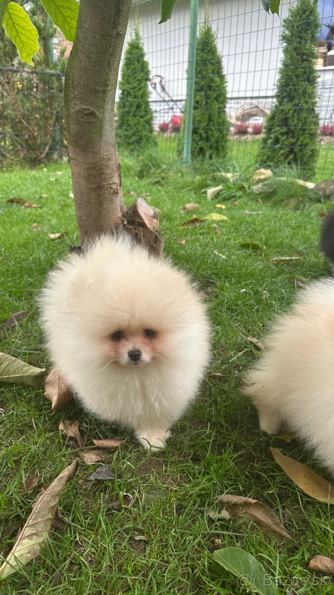 Pomeranian s pp FCI - 7