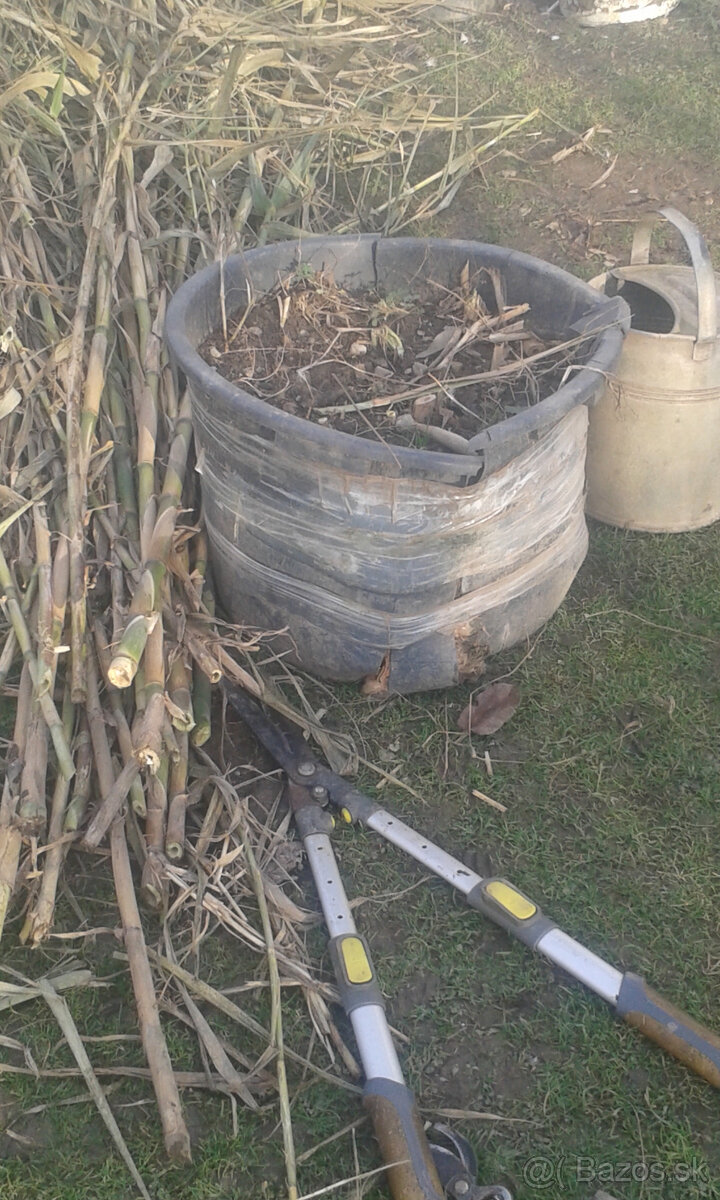 trstina obrovská-Aruna-ARUNDO DONAX-Trsteník - 7