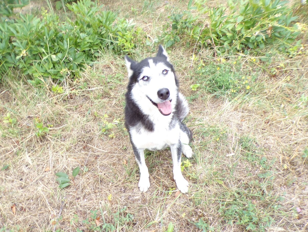 Sibírski husky- fenka - 7