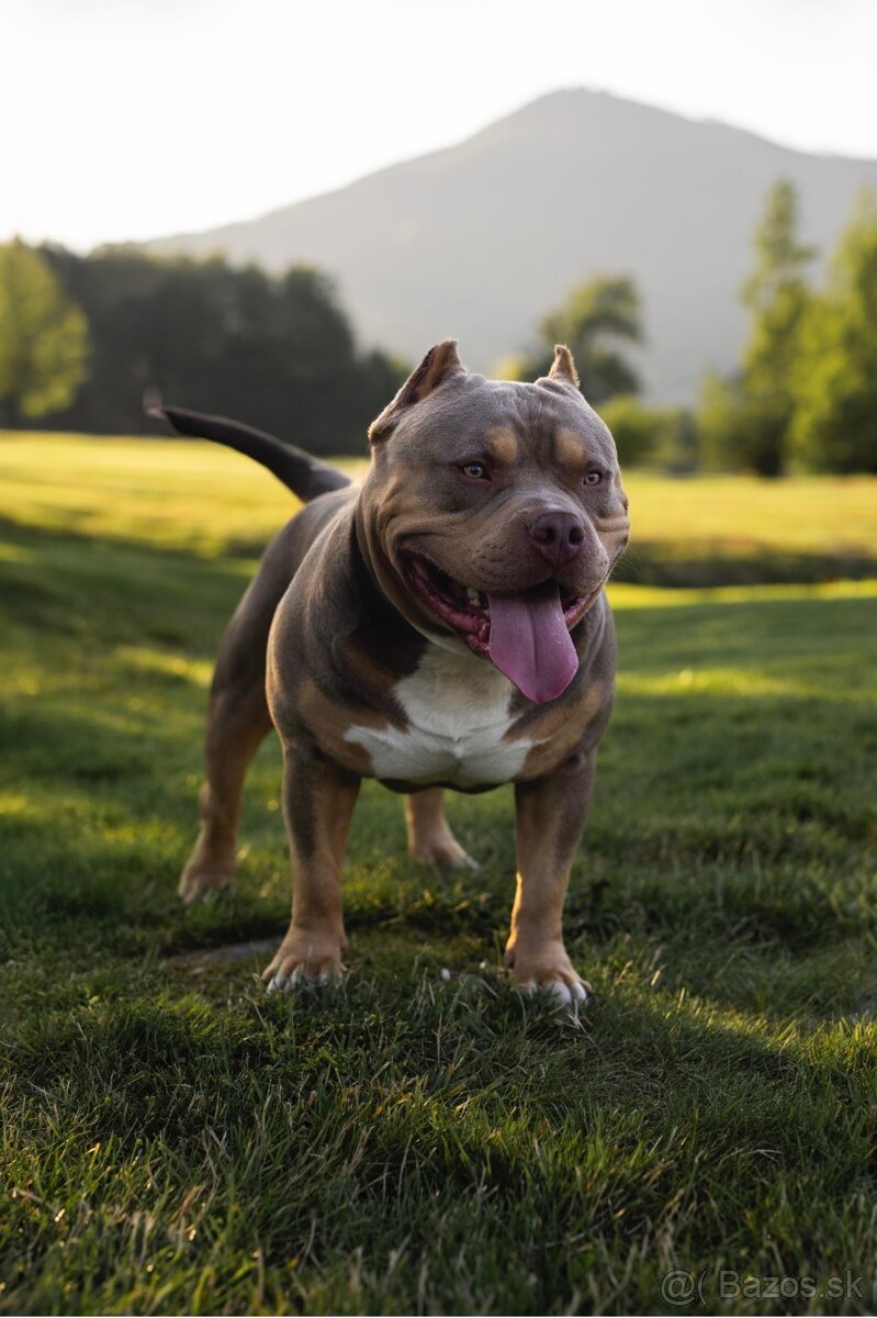 AMERICAN BULLY KRYTÍ - 7