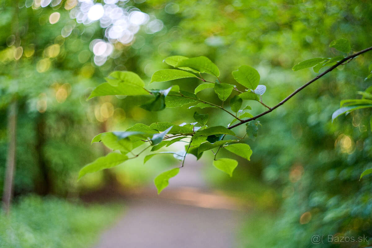 Carl Zeiss. Biotar 2/58mm - 7