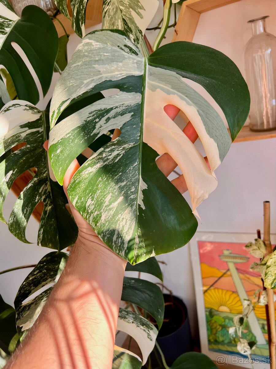 Monstera Deliciosa Albo Varegiata - 7