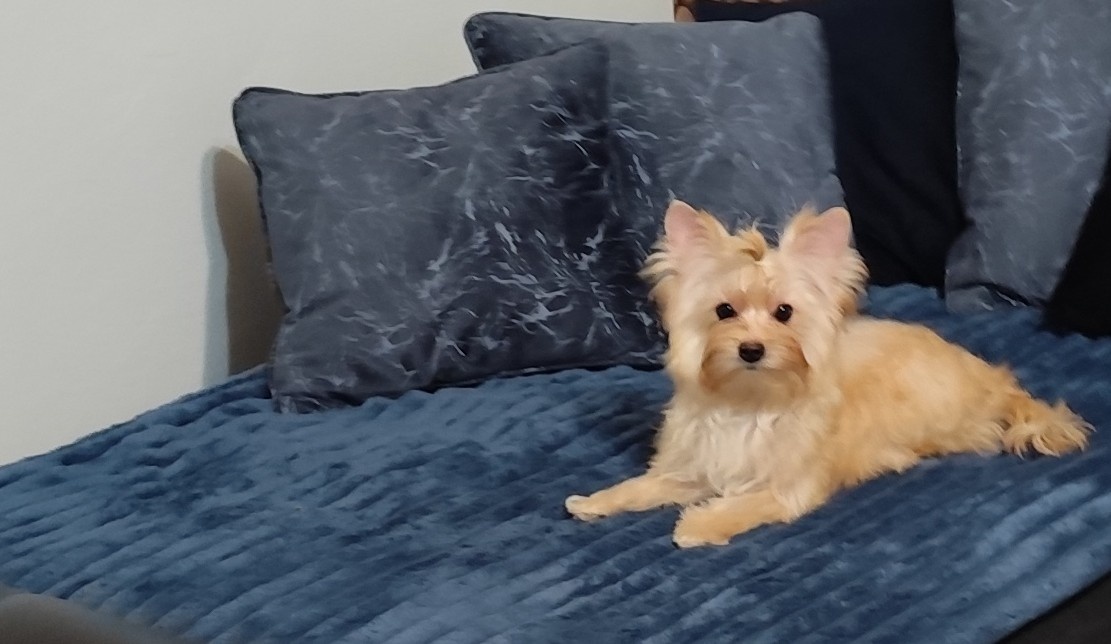 Yorkshire terrier - 7