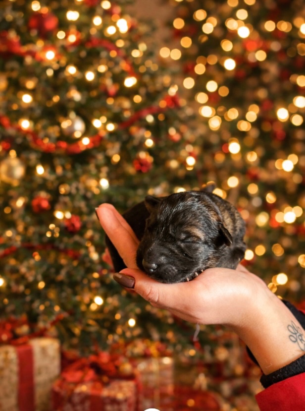 Nemecký ovčiak s PP - 7