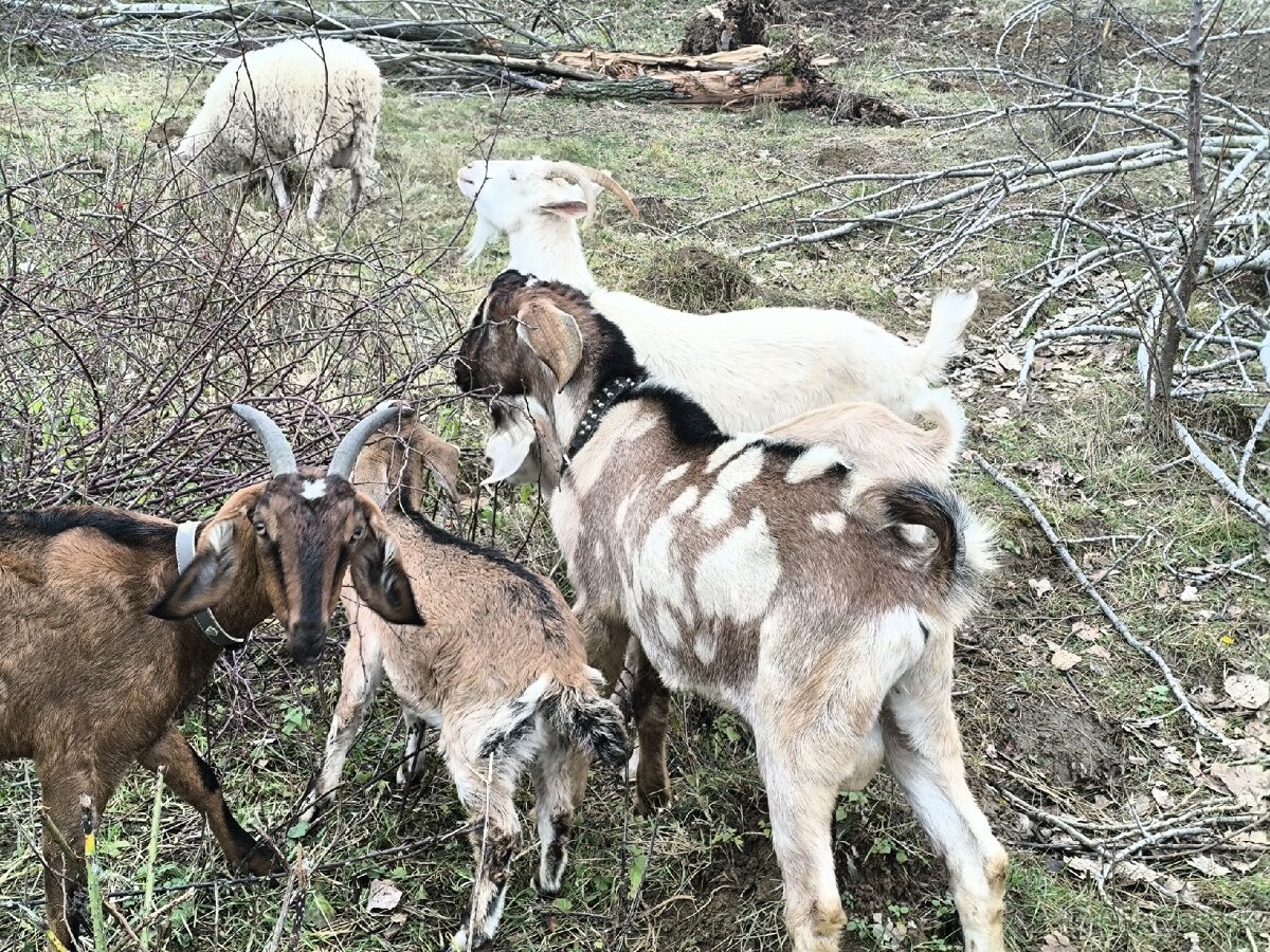 Anglonubijsky podielovy Capko pripustanie,predaj - 7