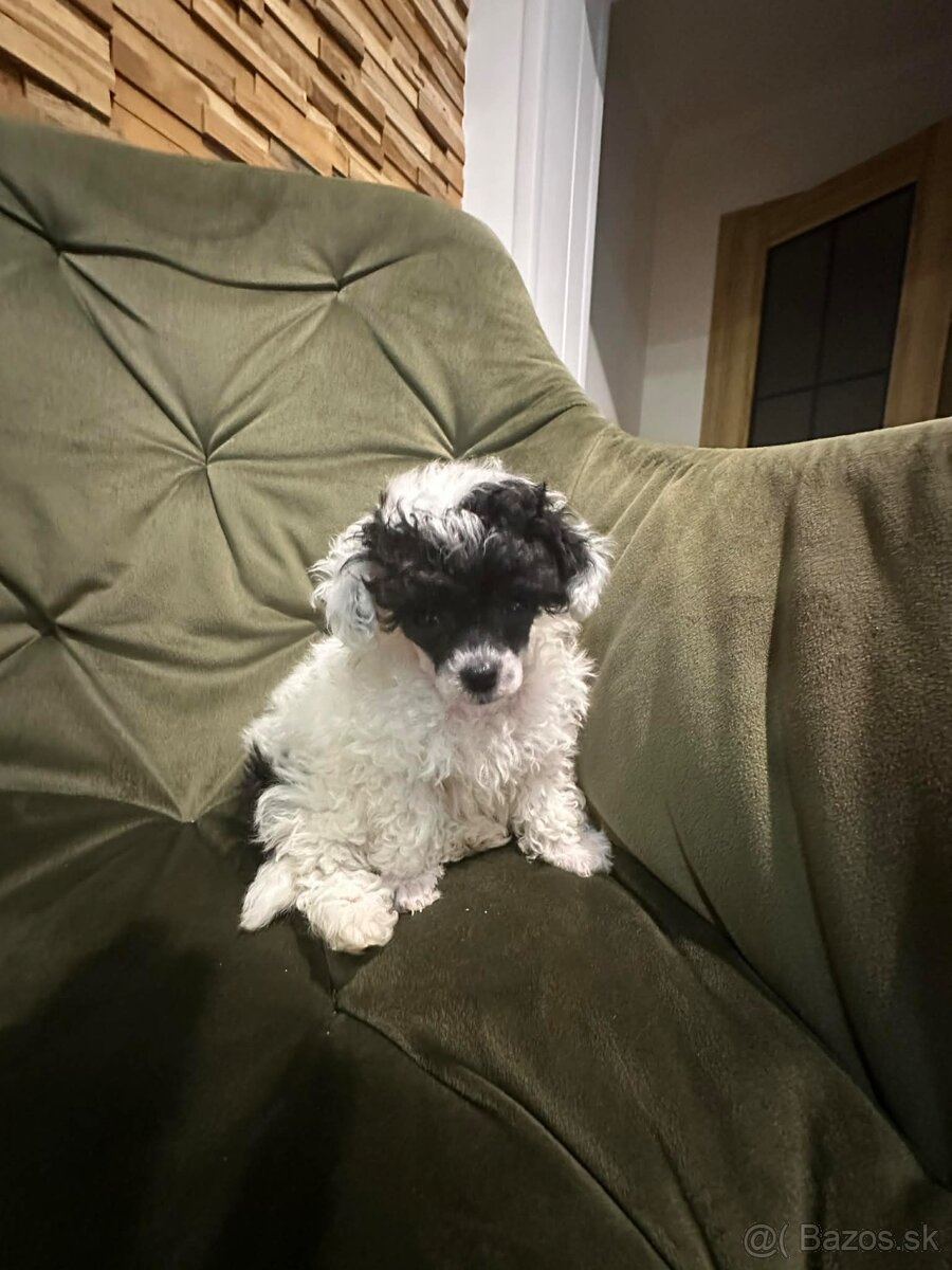 Trpasličí pudlík pudel - 7