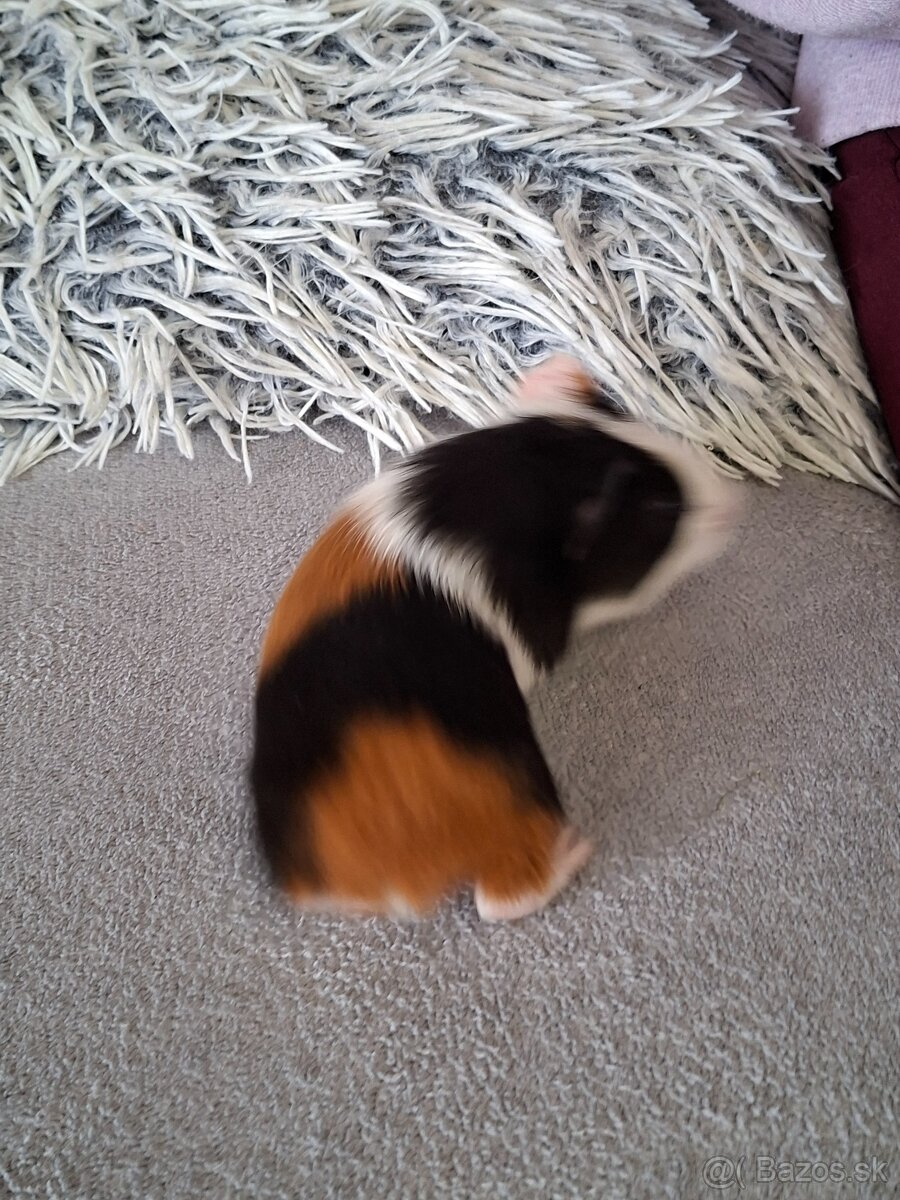 Morské prasiatka - 7