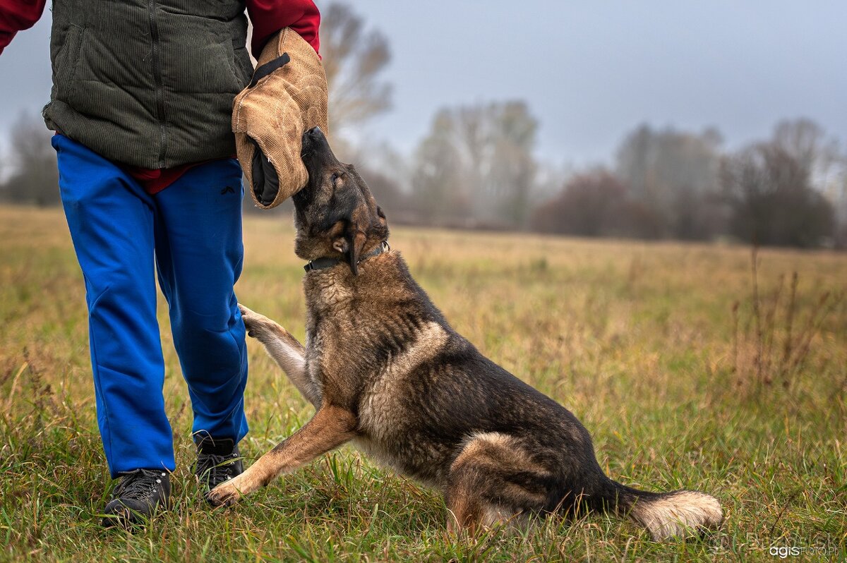 Nemecký ovčiak šteniatka s PP WORK line - 7